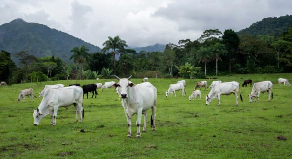 Rebanho de gado Tabapuã em fazenda no Rio de Janeiro, representando pioneirismo na pecuária brasileira.
