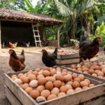 Granja brasileira com galinhas e ovos abundantes, desmentindo mito da Quaresma.