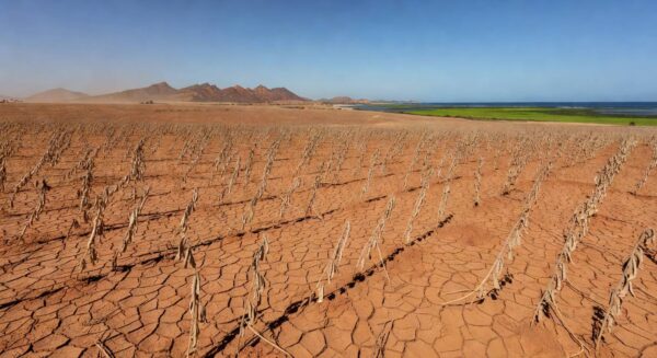 Lavoura de soja seca no Brasil, com algas marinhas representando bioinsumo Algaefix contra seca.