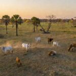 Rebanho de boi gordo em fazenda brasileira, ilustrando oferta limitada e preços elevados.
