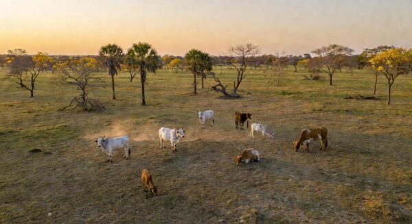 Rebanho de boi gordo em fazenda brasileira, ilustrando oferta limitada e preços elevados.