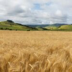 Plantação de trigo no sul do Brasil, ilustrando alta nos preços por importações da Argentina.