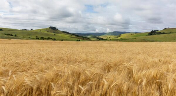 Plantação de trigo no sul do Brasil, ilustrando alta nos preços por importações da Argentina.