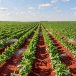 Plantação de soja sustentável no Brasil, destacando práticas ecológicas em lavoura rural.