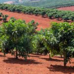 Plantação de erva-mate no sul do Brasil, representando protocolo sensorial da Embrapa Florestas para padronizar chá mate.