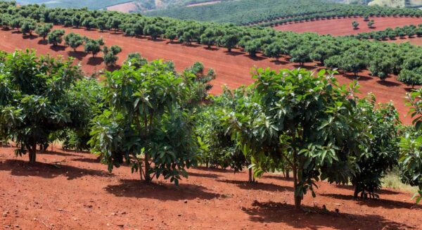 Plantação de erva-mate no sul do Brasil, representando protocolo sensorial da Embrapa Florestas para padronizar chá mate.