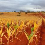 Lavoura de milho no Cerrado afetada por cigarrinha e enfezamentos, com plantas danificadas.