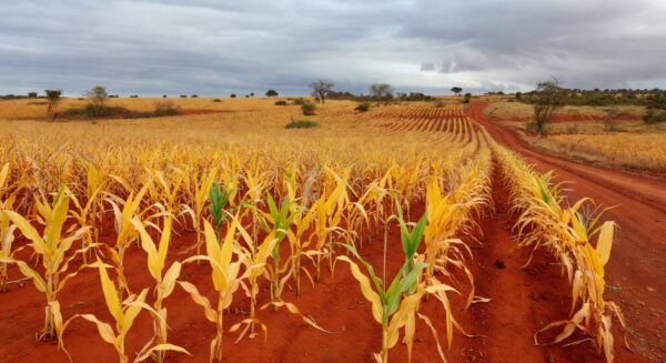 Lavoura de milho no Cerrado afetada por cigarrinha e enfezamentos, com plantas danificadas.