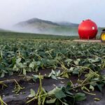 Plantação de soja danificada por granizo em SC, com trator e tanque de diesel ao fundo, ilustrando aumento de custos no combustível.