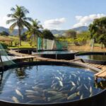 Tanques de criação de tilápia em fazenda brasileira, ilustrando oferta restrita e alta demanda no mercado.