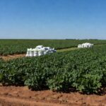 Plantação de soja em Mato Grosso com fertilizantes, ilustrando alta nos custos de produção devido à ureia.