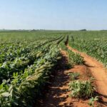 Plantação de soja no Brasil, com campos verdes extensos no Centro-Oeste, representando nova tecnologia agrícola.