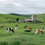 Fazenda de pecuária leiteira no Paraná com vacas pastando em campos verdes, ilustrando financiamento do BRDE de R$ 164,5 milhões.