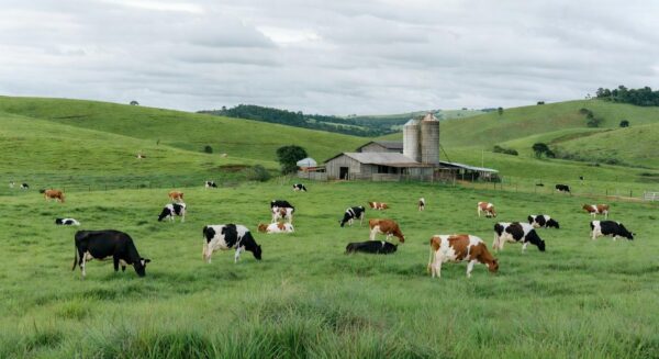 Fazenda de pecuária leiteira no Paraná com vacas pastando em campos verdes, ilustrando financiamento do BRDE de R$ 164,5 milhões.
