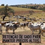 Rebanho de gado em pastagem no Cerrado brasileiro, ilustrando retenção de animais e preços da arroba acima de R$ 350.