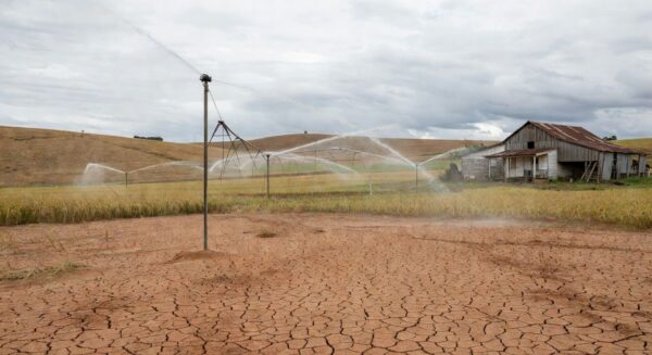 Lavoura de arroz no RS com irrigação contra secas, paisagem rural gaúcha.