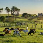 Rebanho de gado em fazenda brasileira, ilustrando mercado de boi gordo com preços estáveis apesar de pressões de frigoríficos.