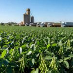 Plantação de soja no Brasil com silos ao fundo, ilustrando suspensão de exportações para a China.