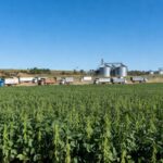 Plantação de soja no Brasil com silos e caminhões, ilustrando impasse fitossanitário em exportações para China.