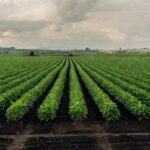 Plantação de soja em fazenda brasileira, representando resultados financeiros da SLC Agrícola.