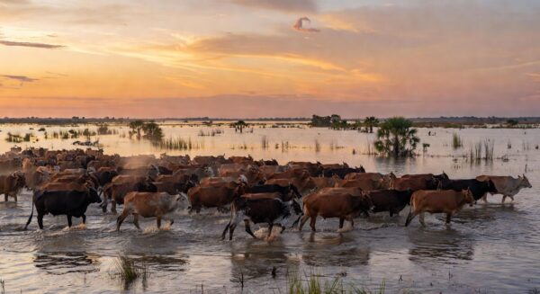 Manada de gado atravessando alagados no Pantanal brasileiro, preservando tradição pantaneira.