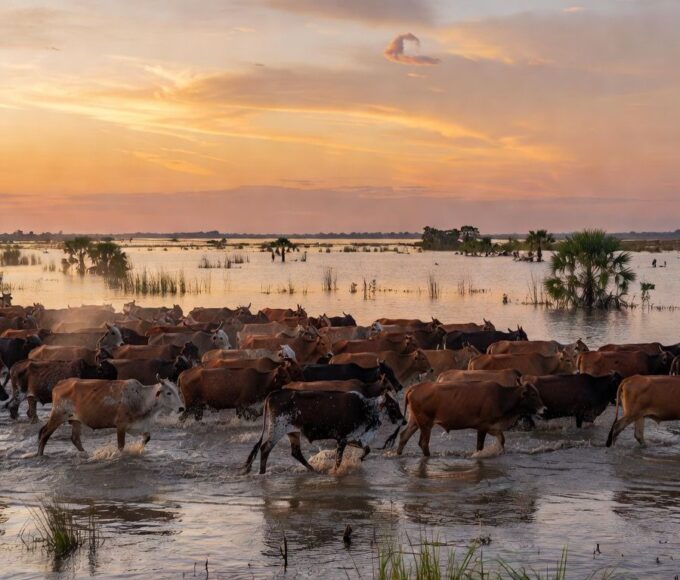 Manada de gado atravessando alagados no Pantanal brasileiro, preservando tradição pantaneira.