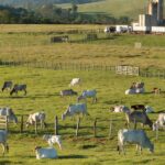 Rebanho de gado em fazenda de São Paulo, representando alta no preço da arroba do boi gordo com exportações recordes.