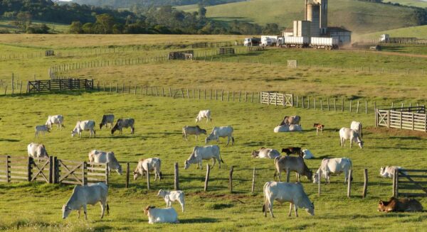 Rebanho de gado em fazenda de São Paulo, representando alta no preço da arroba do boi gordo com exportações recordes.