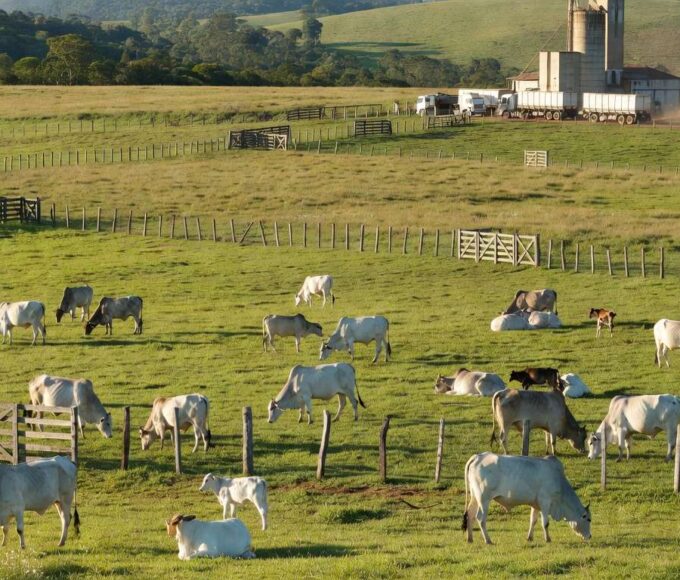 Rebanho de gado em fazenda de São Paulo, representando alta no preço da arroba do boi gordo com exportações recordes.