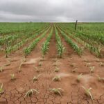Plantação de milho no Centro-Sul do Brasil com sinais de atrasos e riscos para a safrinha 2026.