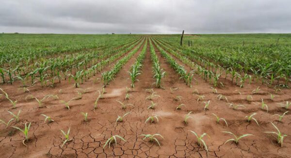 Plantação de milho no Centro-Sul do Brasil com sinais de atrasos e riscos para a safrinha 2026.