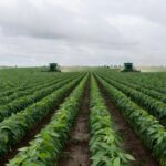 Plantação de soja no Brasil com preços estáveis e demanda fraca, em estilo fotojornalístico.