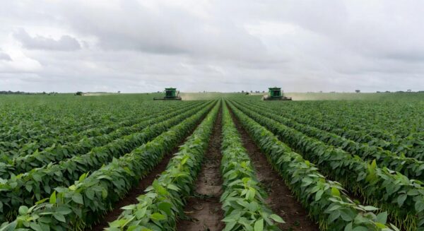 Plantação de soja no Brasil com preços estáveis e demanda fraca, em estilo fotojornalístico.