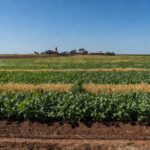 Plantação de soja regenerativa em campo vasto no Mato Grosso, Brasil, com solo rico e vegetação verde.