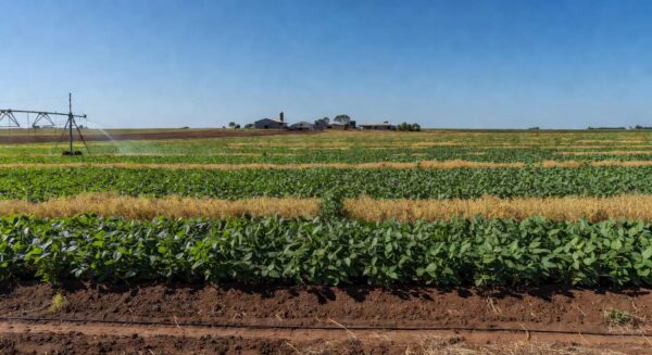 Plantação de soja regenerativa em campo vasto no Mato Grosso, Brasil, com solo rico e vegetação verde.