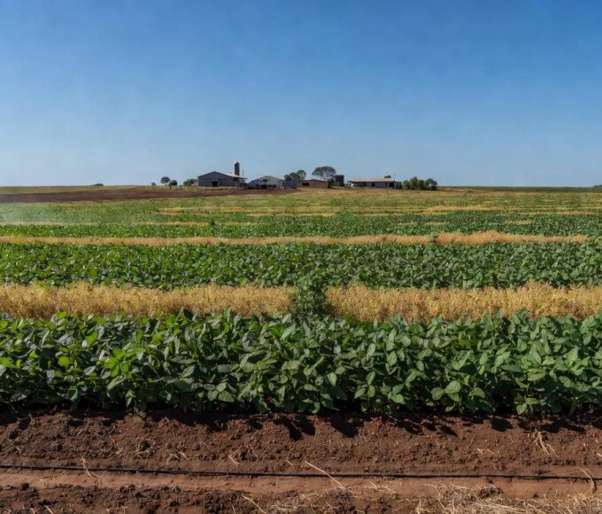Plantação de soja regenerativa em campo vasto no Mato Grosso, Brasil, com solo rico e vegetação verde.
