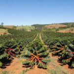 Plantação de café no Brasil com variedades Catuaí Vermelho e Amarelo, frutos maduros em fileiras de cafeeiros.