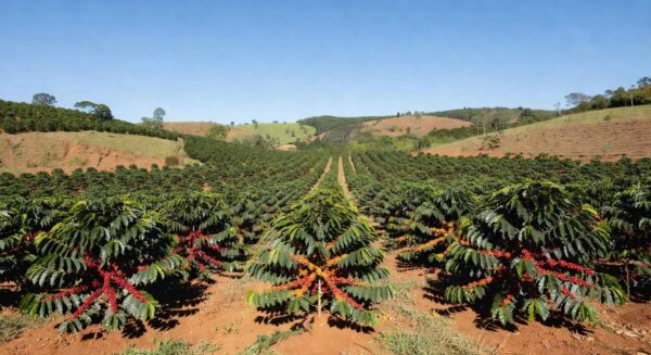 Plantação de café no Brasil com variedades Catuaí Vermelho e Amarelo, frutos maduros em fileiras de cafeeiros.