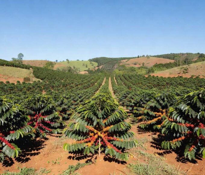 Plantação de café no Brasil com variedades Catuaí Vermelho e Amarelo, frutos maduros em fileiras de cafeeiros.