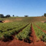 Plantação de amendoim em colheita no interior de São Paulo, com máquinas agrícolas e solo vermelho.