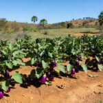 Plantação de berinjelas no Brasil, destacando frutos roxos como fruta botânica.