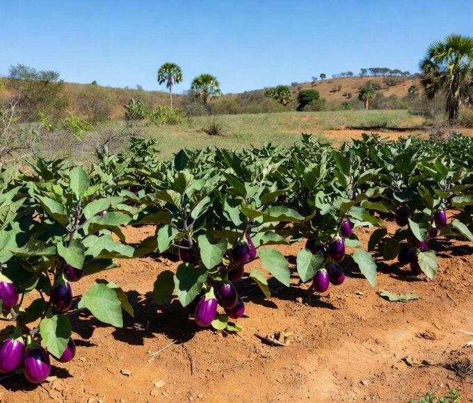 Plantação de berinjelas no Brasil, destacando frutos roxos como fruta botânica.