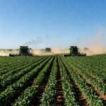 Plantação de soja no Mato Grosso, Brasil, com campos verdes e colheitadeiras ao fundo.