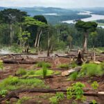 Área de desmatamento ilegal de 131 hectares na Amazônia, com troncos caídos e solo exposto, após condenação de fazendeiro pela AGU.
