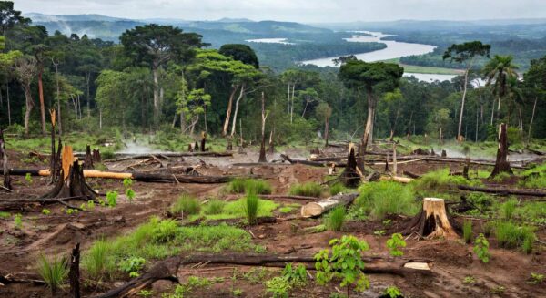 Área de desmatamento ilegal de 131 hectares na Amazônia, com troncos caídos e solo exposto, após condenação de fazendeiro pela AGU.