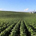 Plantação de soja no Brasil, ilustrando flexibilização de regras para exportações à China pelo Ministério da Agricultura.