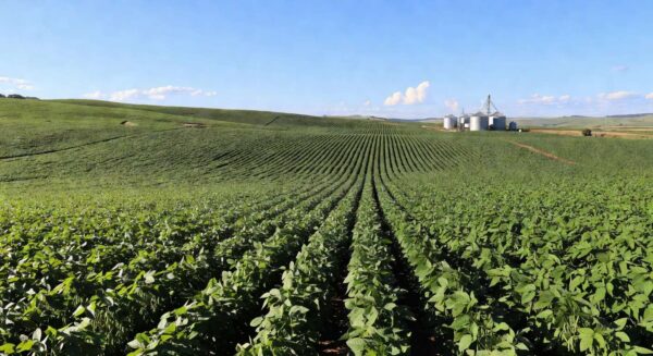 Plantação de soja no Brasil, ilustrando flexibilização de regras para exportações à China pelo Ministério da Agricultura.