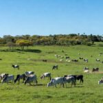 Paisagem rural de Mato Grosso com gado pastando, ilustrando expansão do Sisbi-POA em consórcios e municípios.