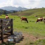 Fazenda leiteira brasileira com vacas e baldes, representando o programa Balde Cheio da Embrapa, em homenagem a Arthur Chinelato de Camargo.