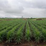 Campos de cana-de-açúcar no Brasil, representando queda no preço do açúcar devido a canetas emagrecedoras.